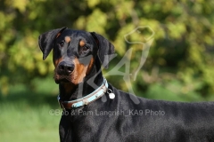 Doberman Pinscher