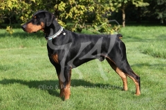 Doberman Pinscher