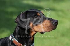 Doberman Pinscher