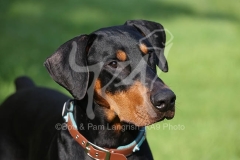 Doberman Pinscher