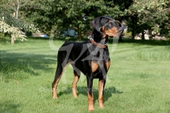 Doberman Pinscher