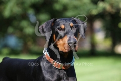 Doberman Pinscher