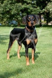 Doberman Pinscher