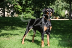 Doberman Pinscher