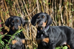 Doberman Pinscher