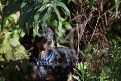 Doberman Pinscher