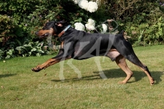 Doberman Pinscher