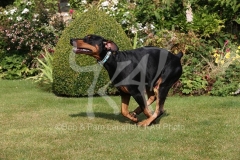 Doberman Pinscher