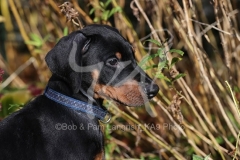 Doberman Pinscher