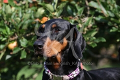 Doberman Pinscher