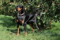 Doberman Pinscher