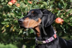 Doberman Pinscher