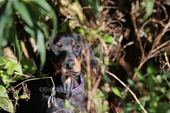 Doberman Pinscher