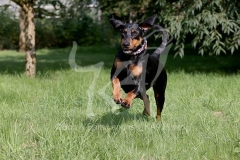 Doberman Pinscher