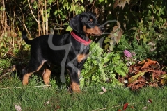 Doberman Pinscher