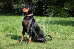 Doberman Pinscher