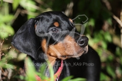 Doberman Pinscher