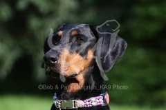 Doberman Pinscher