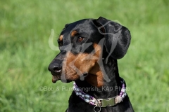 Doberman Pinscher