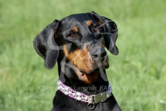 Doberman Pinscher