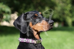 Doberman Pinscher