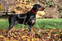 Doberman Pinscher