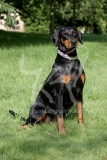 Doberman Pinscher