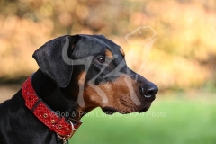 Doberman Pinscher