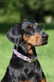 Doberman Pinscher