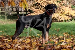 Doberman Pinscher