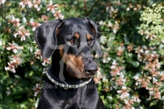 Doberman Pinscher