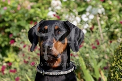 Doberman Pinscher