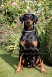 Doberman Pinscher