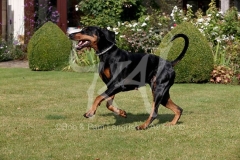 Doberman Pinscher