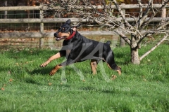 Doberman Pinscher