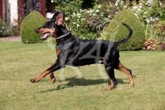 Doberman Pinscher