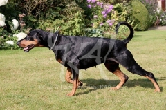 Doberman Pinscher