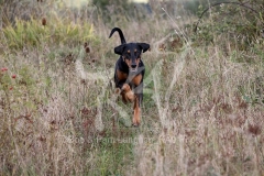 Doberman Pinscher