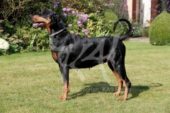 Doberman Pinscher