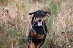 Doberman Pinscher