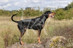 Doberman Pinscher