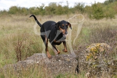 Doberman Pinscher