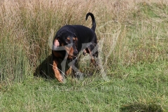 Doberman Pinscher