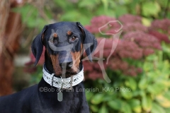 Doberman Pinscher