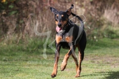 Doberman Pinscher