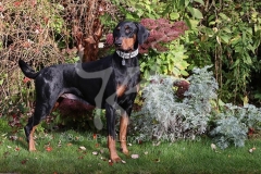 Doberman Pinscher