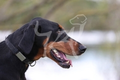 Doberman Pinscher