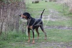 Doberman Pinscher