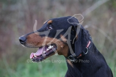 Doberman Pinscher