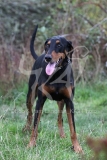 Doberman Pinscher